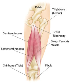 Hamstring muscle